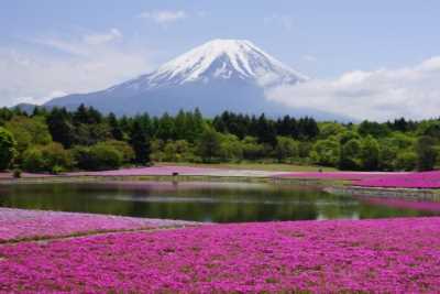 Descubriendo Kamakura y Monte Fuji